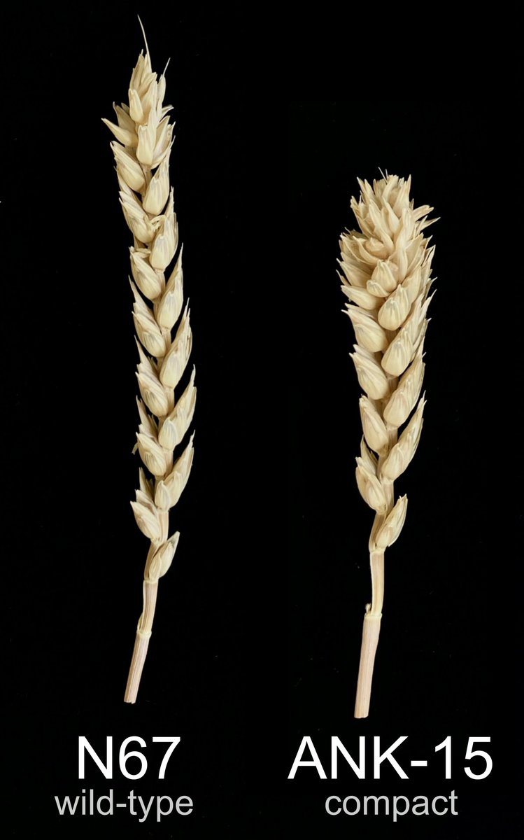 I’m pleased to share our recent manuscript based on my MSc project @JohnInnesCentre in wheat spike development. We found a new allele of an APETALA2-like gene with major effects on spike morphology. doi.org/10.1007/s00122… Line N67 ‘normal’ spike vs ANK-15 compact spike: (1/8)