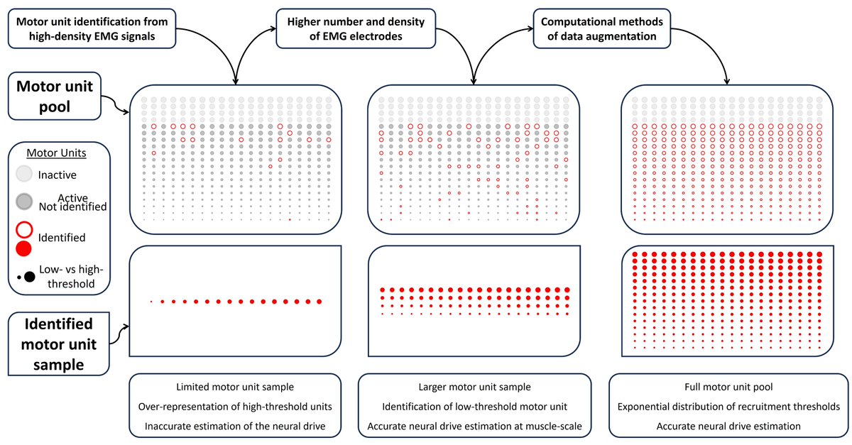 🚨 New preprint! 

We discuss recent experimental and computational methods to estimate the neural drive to muscles in humans.

How to get representative samples of discharging motor units from HDEMG? 
How can I use data augmentation to reconstruct the full pool?

Have a read! 👇