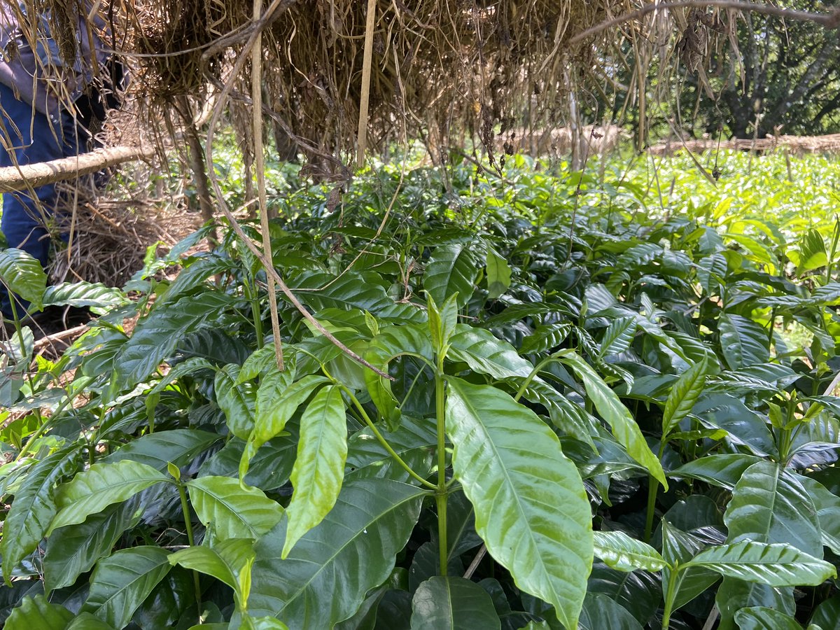 Unlocking Sustainability: Yayu Coffee Forest Project in Ethiopia!

Spotlight on HRNS' EU-funded initiative in the Yayu Coffee Forest Biosphere Reserve. Addressing deforestation challenges, it blends research, community collaboration, and sustainability.

ow.ly/50NG50Qnsbr