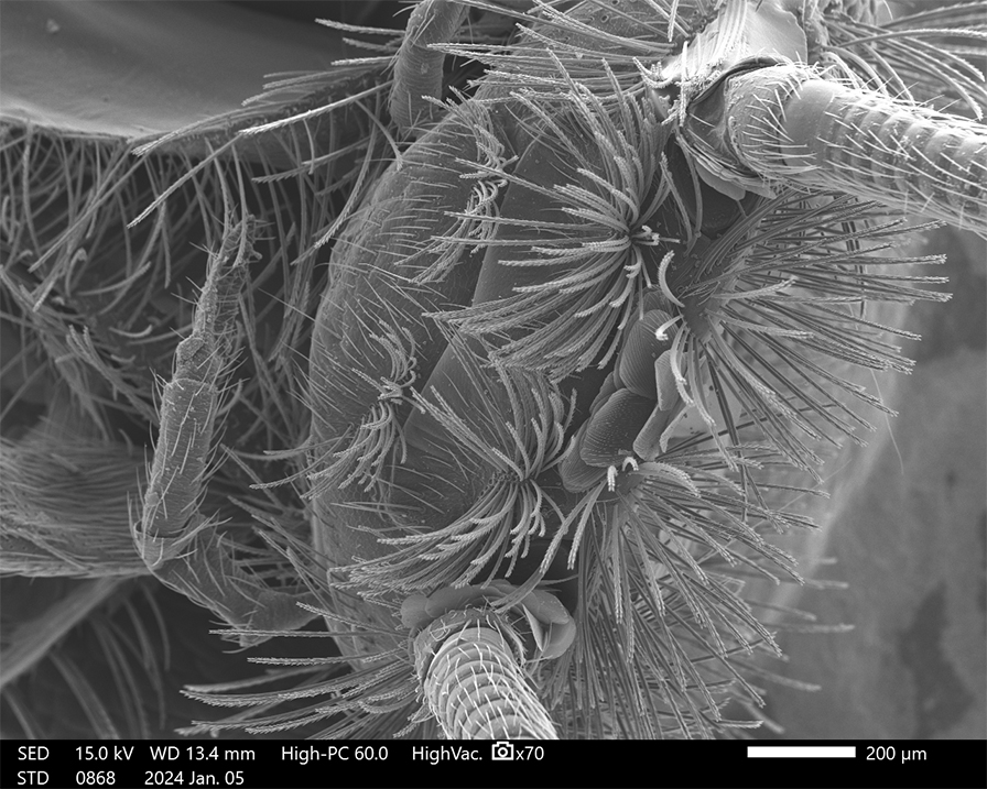 It's #MicroscopyMonday again 🔬 We're sharing this image of a silverfish, taken on our @JEOLEUROPE NeoScope™ Benchtop SEM! #ElectronMicroscopy #Biology #Silverfish #SecondaryElectron