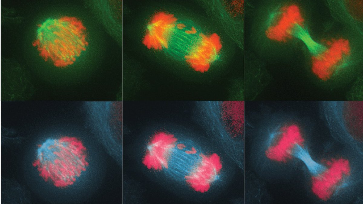 Please RT. Interested in understanding the role of chromosome instability and micronuclei in cancer development? We have a postdoc position @IEOufficiale generously funded by @WorldwideCancer to work on this exciting topic. Starting date April 1, 2024.