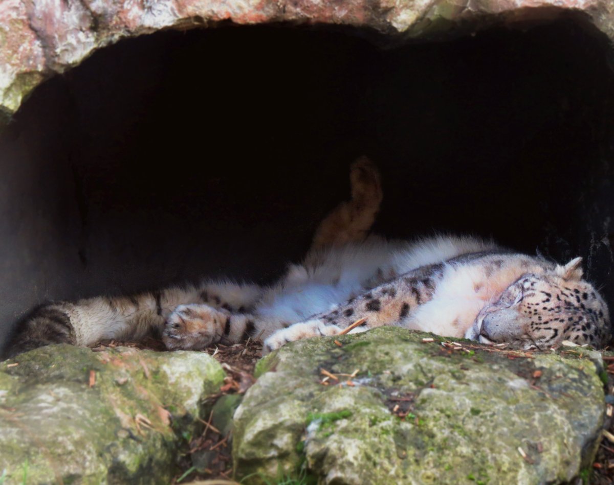 Happy cat-nap Caturday 🐱