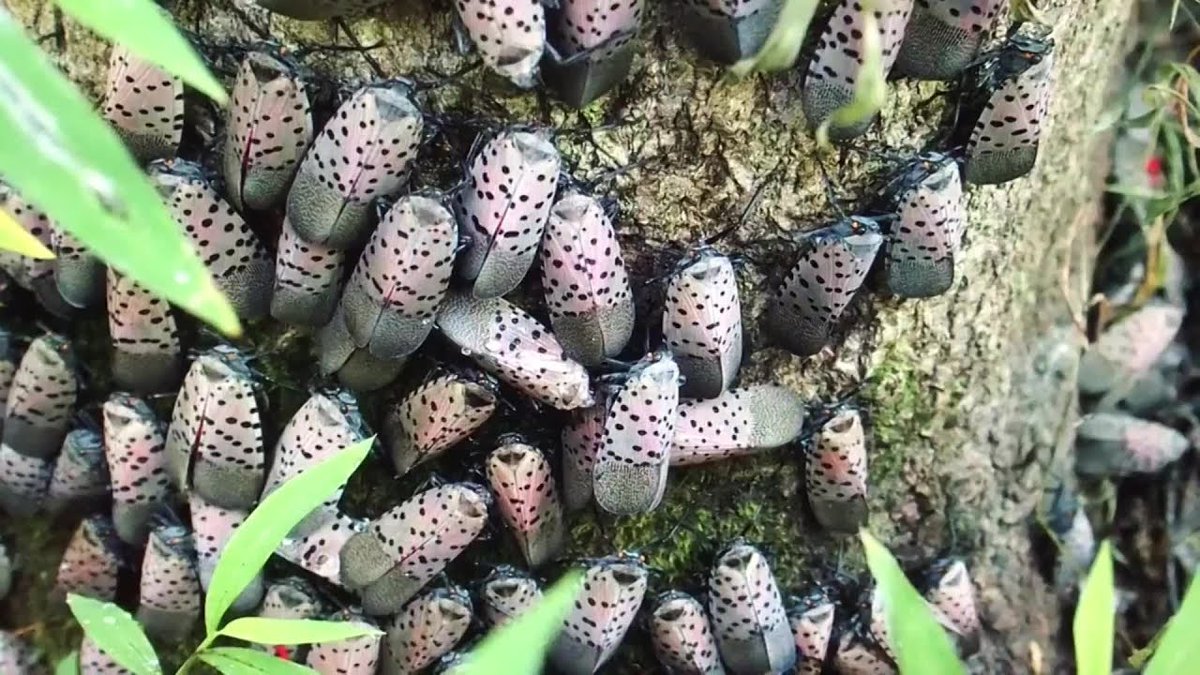The New Jersey Department of Agriculture will offer grants to help counties and municipalities control and slow the spread of the spotted lanternfly.  
Learn more below 👇👇 #SpottedLanternFly #InvasivePests #ProfessionalPestControl

hubs.la/Q02fwNqH0