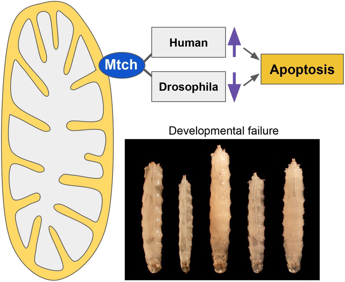 FEBSOpenBio's tweet photo. ❗️Check out some more interesting functions of Mtch proteins apart from that as insertases
Dysfunction of Drosophila mitochondrial carrier homolog (Mtch) alters apoptosis and disturbs development
➡️https://t.co/NvF5PfBsOa
#MitoMonday #Mitochondria
#DevBio #Drosophila https://t.co/7QDPgAMgyq