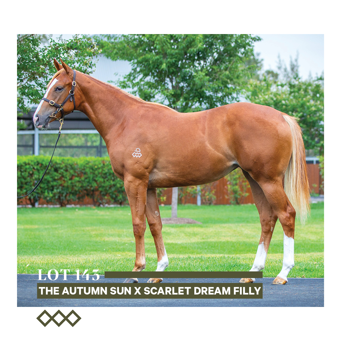ArrowfieldStud's tweet photo. Two Australian Group 1-winning 2YOs are bred on this cross plus Magic Millions 2YO winner Exhilarates.
#magicstats #Lot143 #Lot470 #Lot729 #magicmillions2024 https://t.co/yGYas6OT8G