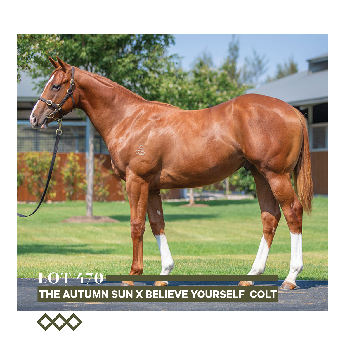 ArrowfieldStud's tweet photo. Two Australian Group 1-winning 2YOs are bred on this cross plus Magic Millions 2YO winner Exhilarates.
#magicstats #Lot143 #Lot470 #Lot729 #magicmillions2024 https://t.co/yGYas6OT8G
