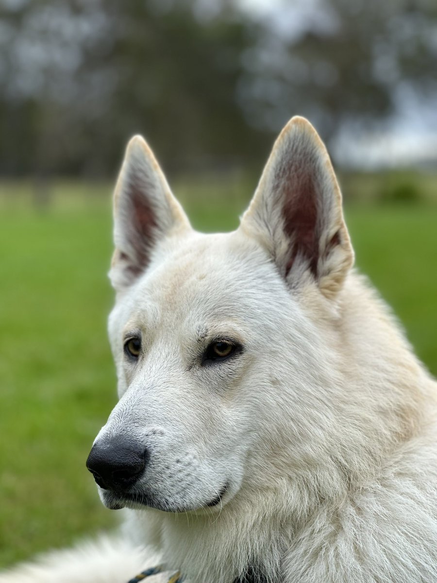 Dan Pentz tweet media