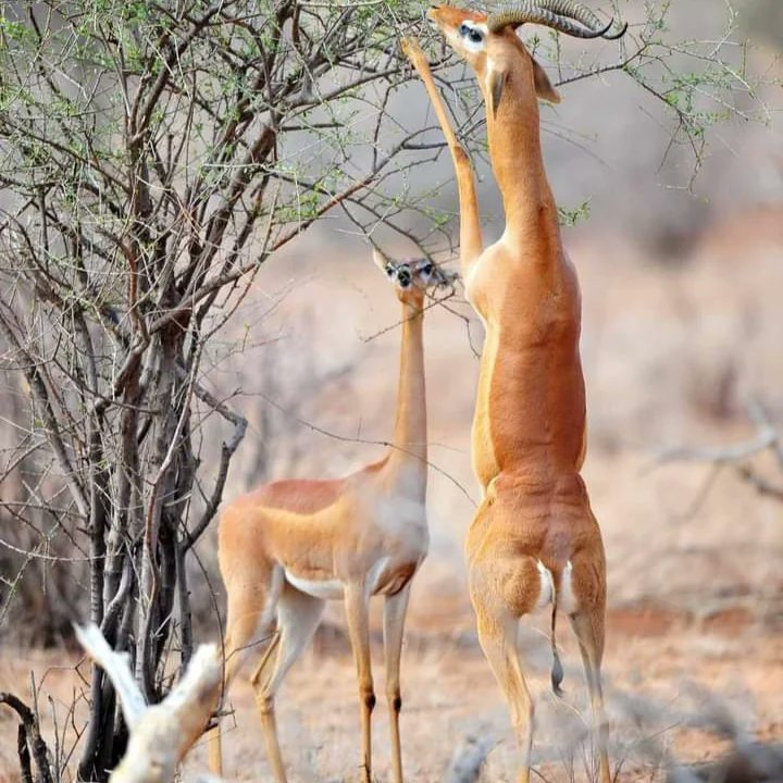 DancomTours's tweet photo. Mondays motivation!
Focus on the outcome not the obstacle
For bookings and reservation
Call /whatsapp ,0745779022
#dancomtours
#Safari
#nairobinationalpark https://t.co/3IdtDa77AF