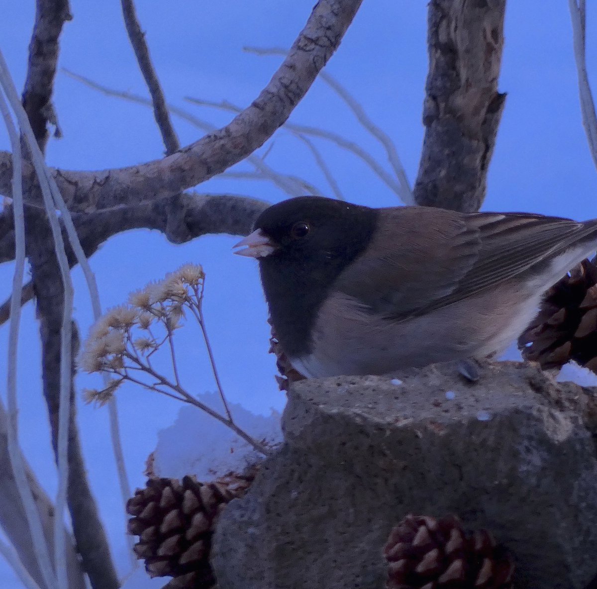 heartornament tweet media