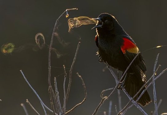Photographer Kathrin Swoboda captured amazing images of a red wing blackbird's song, visible via the bird's breath in cold air and early light #WomensArt