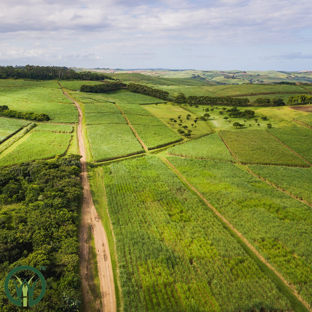 sa_canegrowers's tweet photo. Covering 362 000 ha of land, #sugarcane contributes to almost half of the #fieldcrop gross #farming income in #KZN & Mpumalanga! ๐พ The #sugarindustry plays a pivotal role in boosting economic growth & development across the countryโs #rural areas. ๐จโ๐พ https://t.co/6sPG4tJDfE