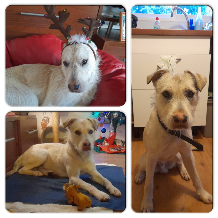 NUEVA VIDA ADOPCIONES tweet media