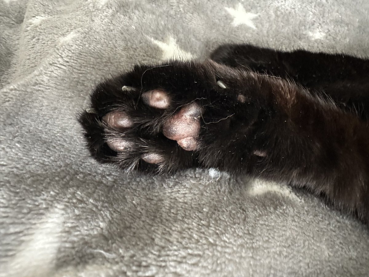 TheCatBabies's tweet photo. Two weeks without these toe beans. We would do anything to have our big sister back. 🖤🐈‍⬛ https://t.co/dJbbo5XN3R