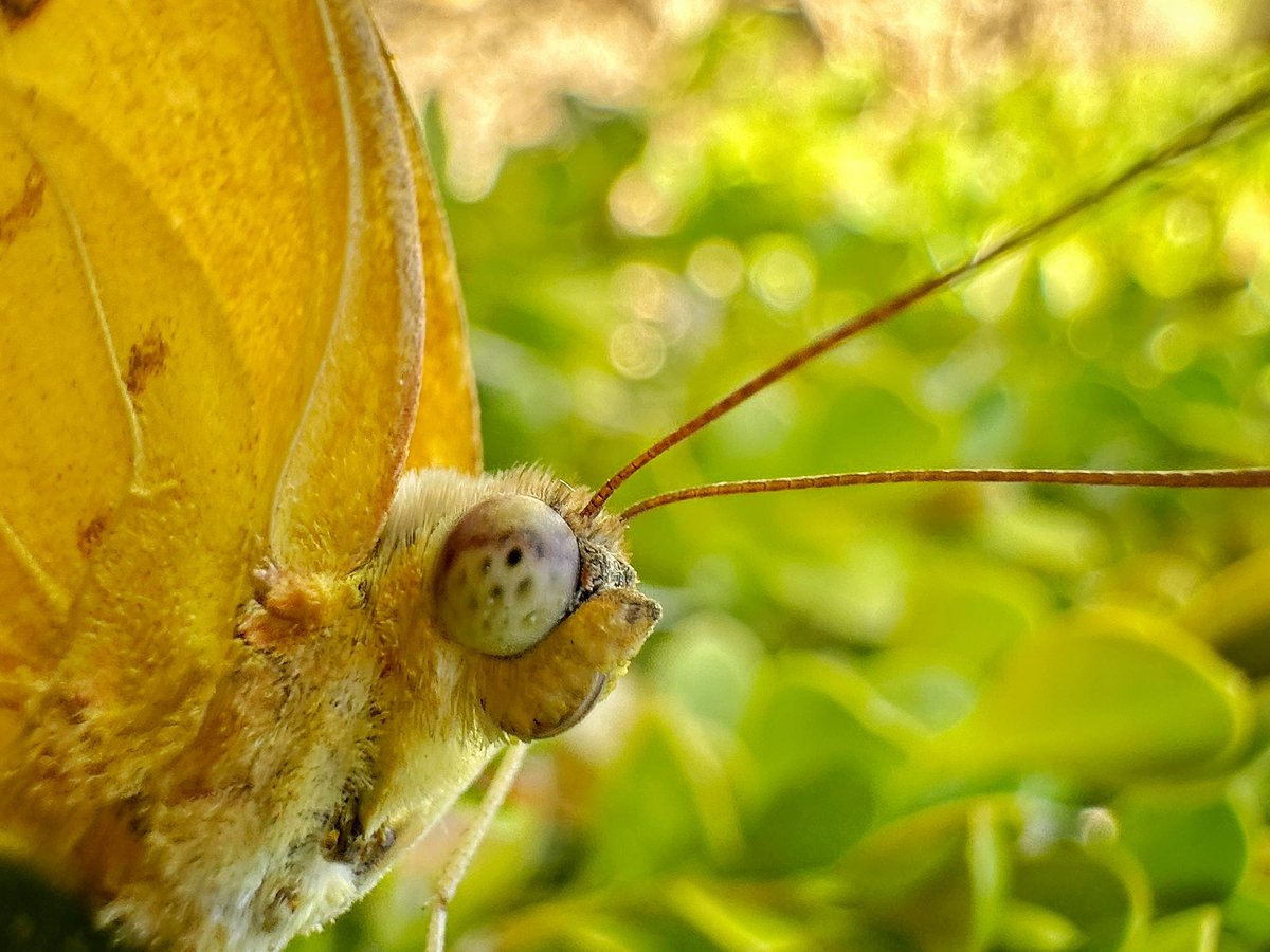 Shot with halide app. 
#shotwhithalide #shotoniphone 
#iphone #macro #nature #thephotohour #hacerfotos #TwitterNatureCommunity #photooftheday #macromonday #macromode #butterfly #halidecameramacromode  #mariposa