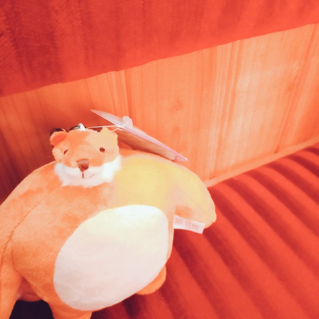 12345kiq_r's tweet photo. 新たな出会い。 #TinyHeadedKingdom https://t.co/z2k6z0ppmX