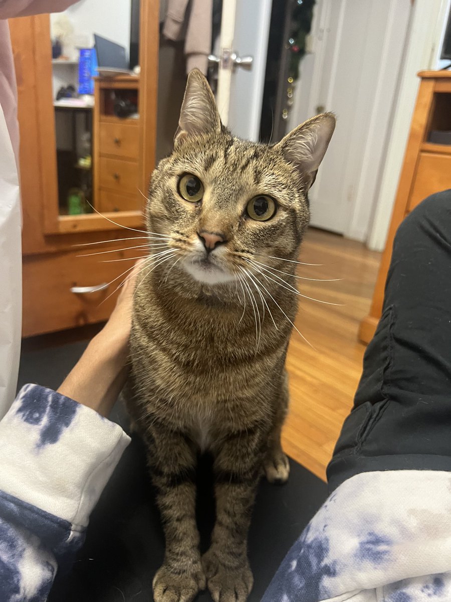 milothacat's tweet photo. posed for dad ❤️ https://t.co/49WBGgzqdk