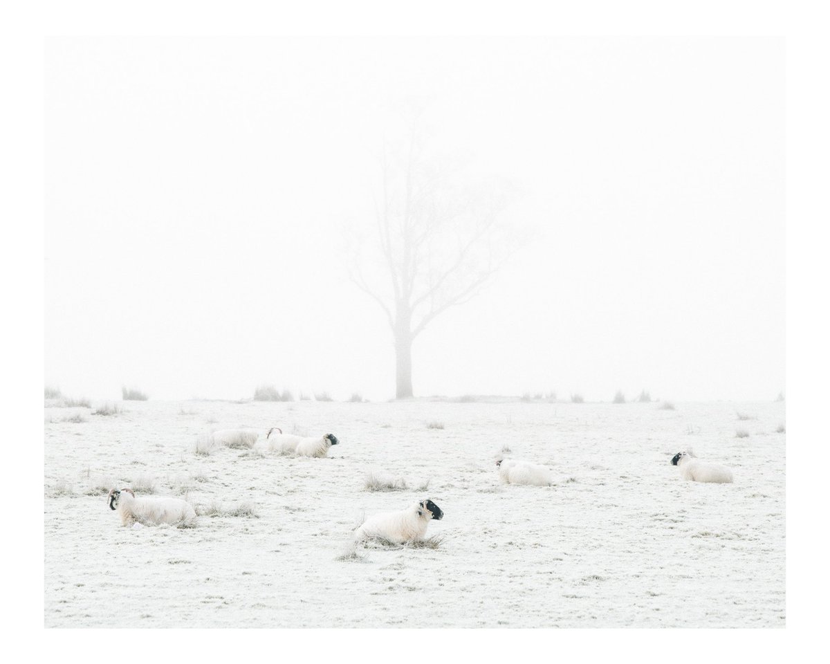 Frost, fog and sheep in the Trossachs this weekend :) 

#visitscotland #ScotlandIsCalling #outandaboutscotland #APPicoftheweek #wexmondays #Sharemondays2024 #fsprintmonday 
#appicoftheweek