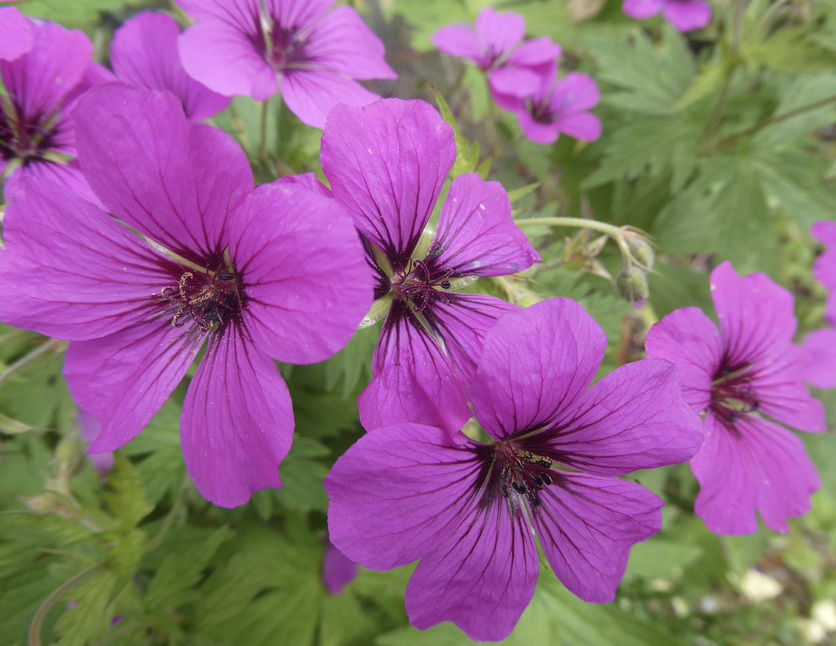 bumblebuddeez's tweet photo. For #MagentaMonday and #GeraniumJanuary from our summer garden 🐝🌸💕🌸💕🌸💕🌸🐝 https://t.co/MKgNkkDouF