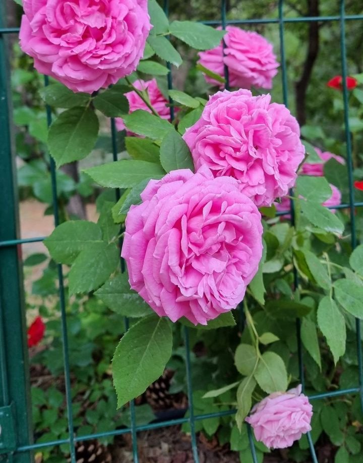Ruhu çok ağrıyordu, yüzü herzaman gülüyor olsa bile 🌹❤️