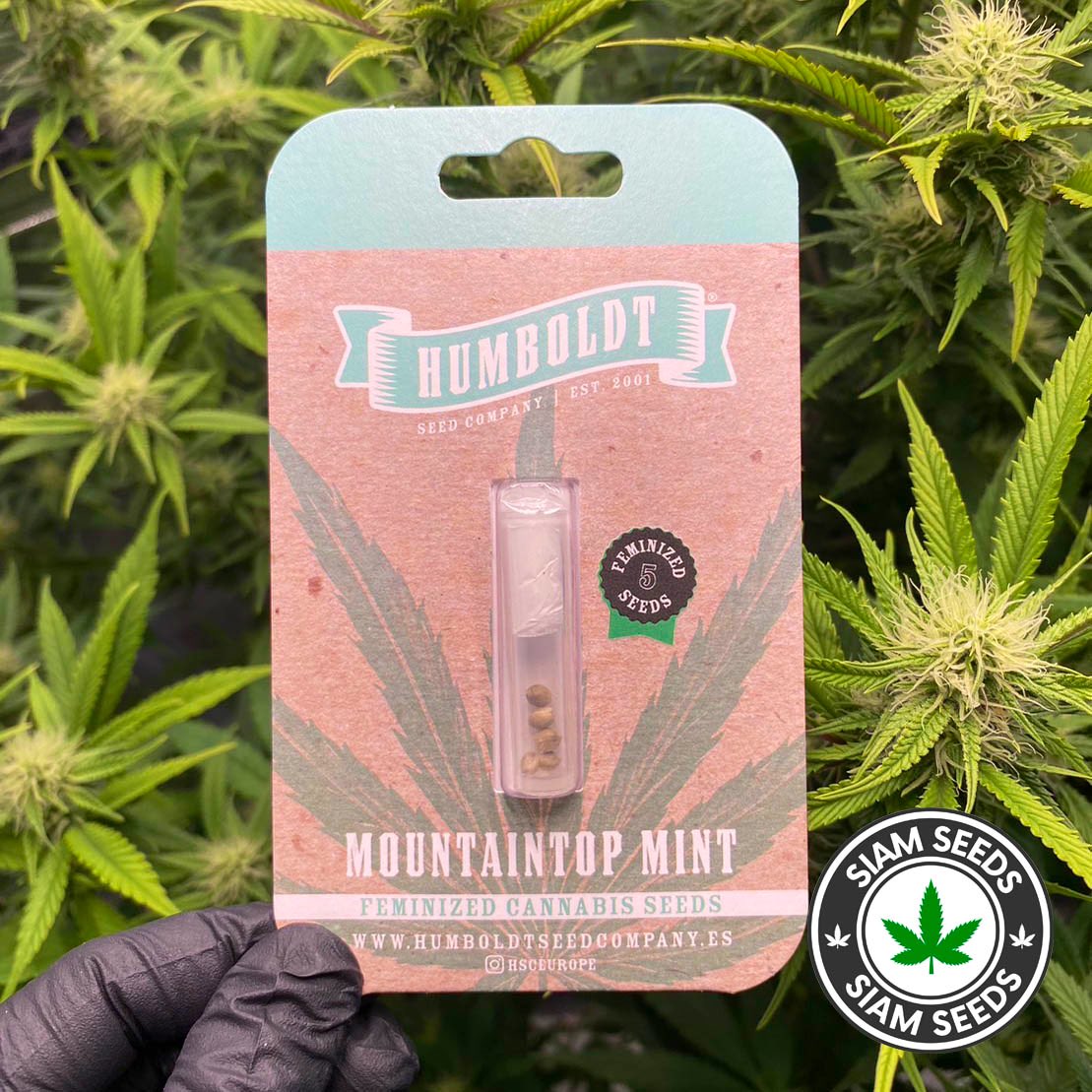 Mountaintop Mint by <a href="/HumboldtSeed/">Humboldt Seed Company</a> now available at Siam Seeds! 

💚HYBRID (50% INDICA 50% SATIVA)
💚AVG. THC 26-30%
💚FAIRLY VARIABLE
💚SPEARMINT WITH A SKUNKY FINISH

siamseeds.com/product/humbol…