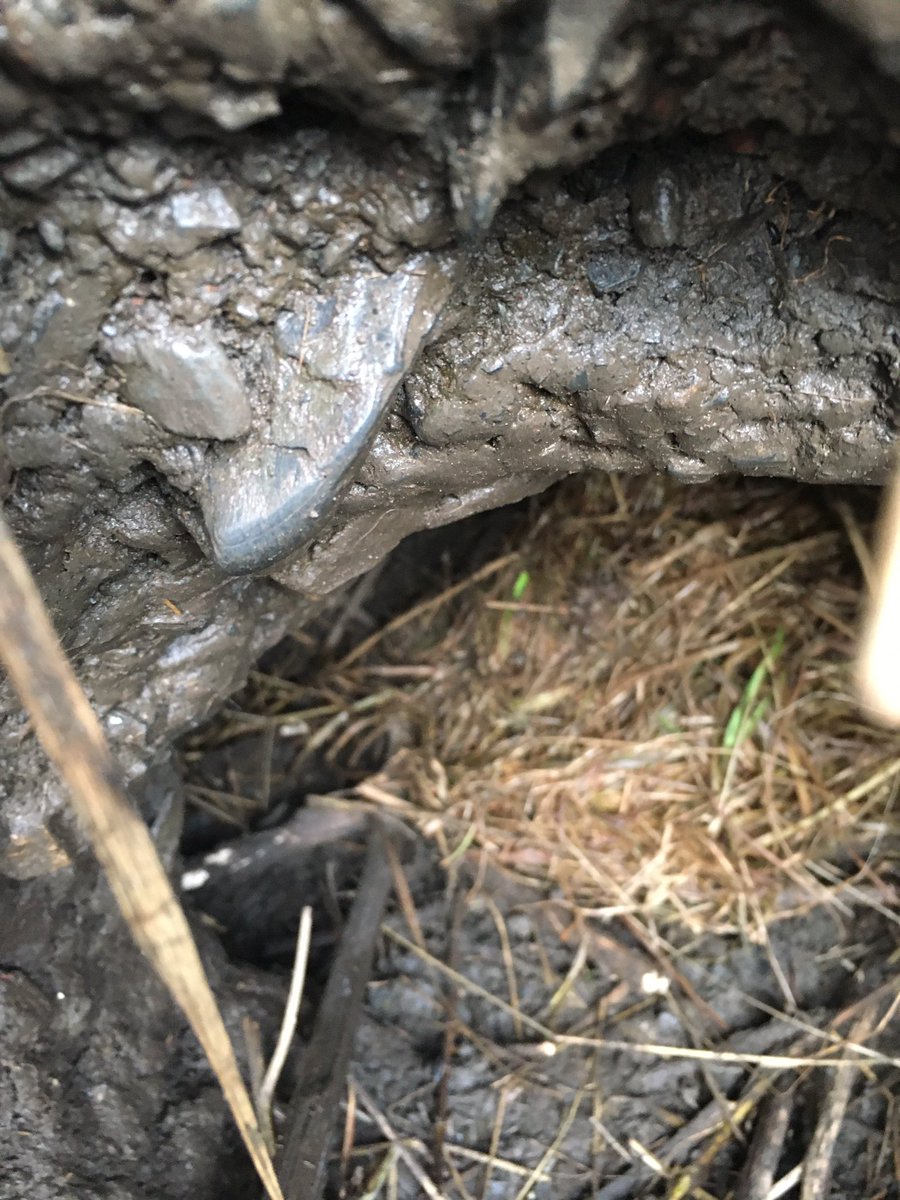 When out and about yesterday spotted this pile of bedding at a sett entrance 🦡🦡🦡🦡🦡