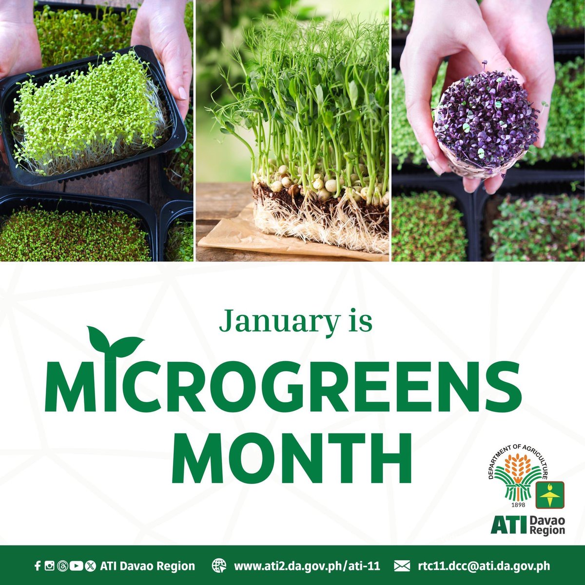 atidavaoregion's tweet photo. As January kicks off, we are putting the spotlight on #Microgreens all month long! Join us for a celebration featuring their uses, benefits, delectable recipes, and inspiring stories. Get ready to explore the wonders packed in these tiny greens!
#ATIDavaoRegion #ATILEADS https://t.co/zfXYLTThKV