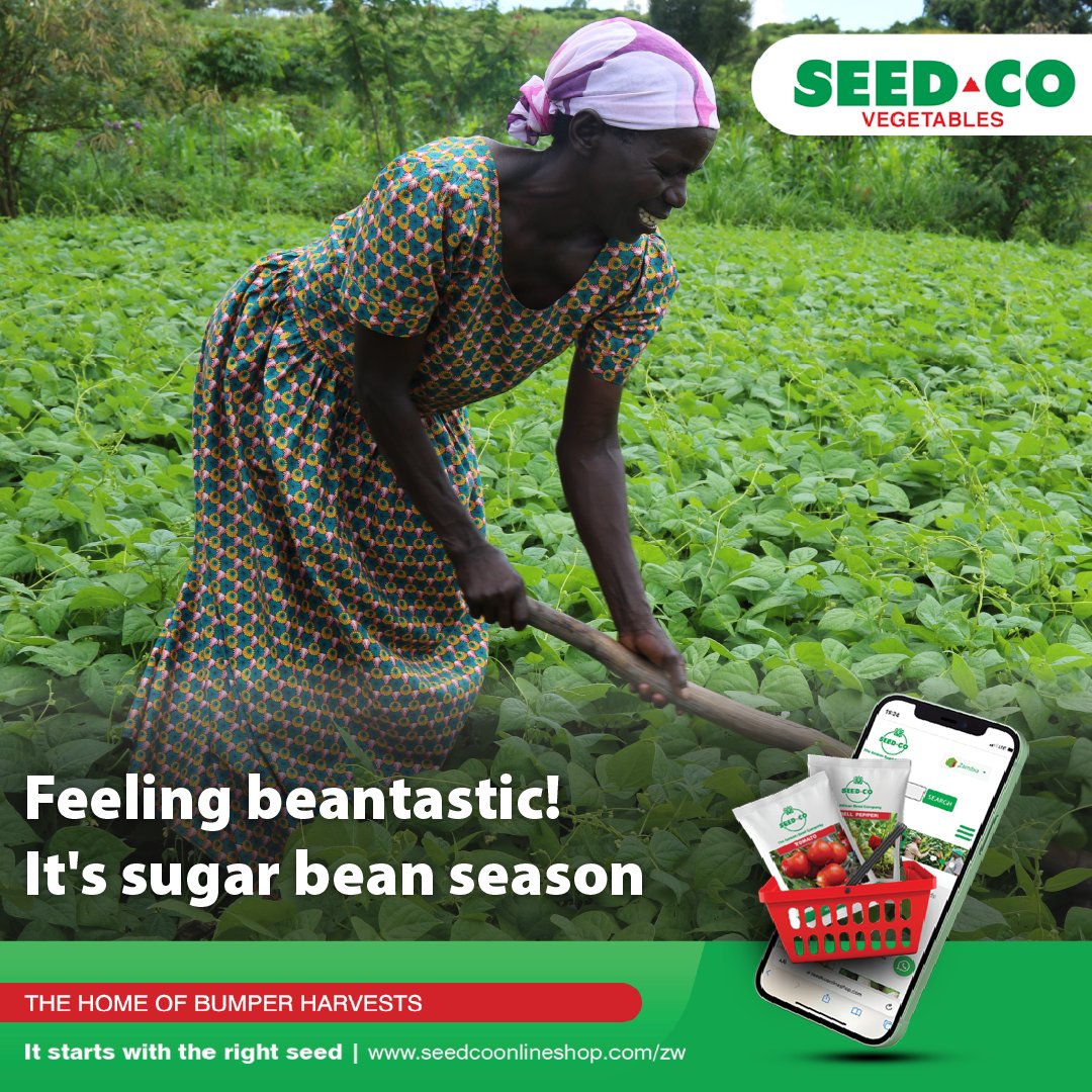Seed Co Vegetables Zim tweet media