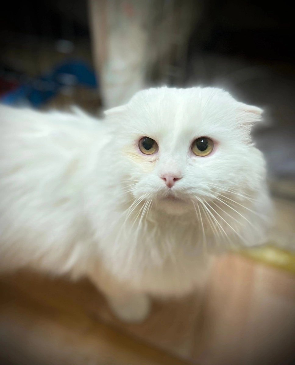 zverikivdar's tweet photo. #Москва 
✨Белоснежный кот Айсберг срочно ищет дом! ✨
Этого красавца нашли на улице. Видимо, бродяжничал долго, вид у него был очень жалкий. Пока он живёт на передержке. Отмылся, отъелся, распушился. Айса пролечили, привили, кастрировали. Визуально здоров. https://t.co/6KzDl4iyiC