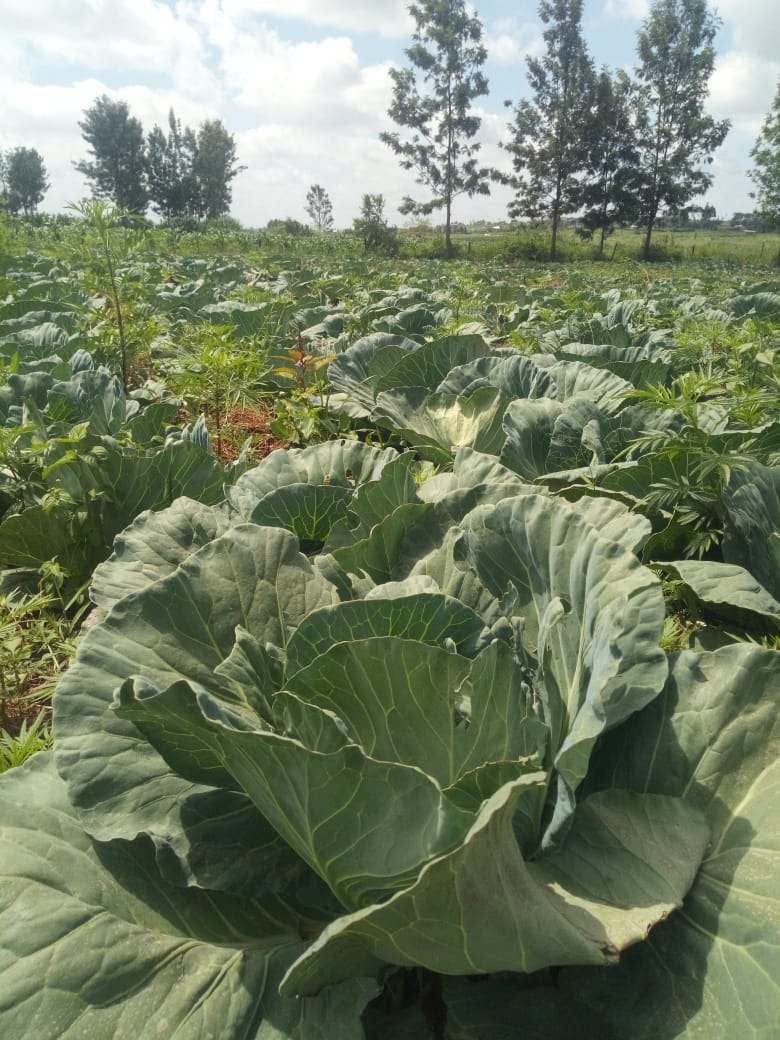 AYEDOSGROUPLTD's tweet photo. Good morning fam, and Happy New Year!
HUMUSON organic fertilizer works very well and recommended for cabbage growing.
Have you tried it yet? Place your order today and we will deliver countrywide.
#HumusonComplex #HumusonFoliarFertilizer
#organicfarming https://t.co/fntciYu7cw