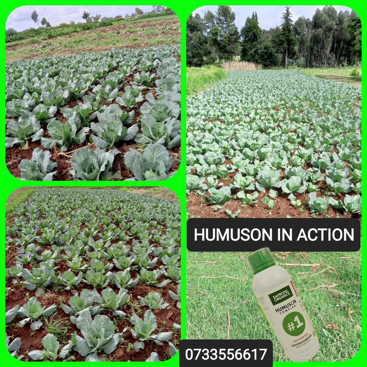 AYEDOSGROUPLTD's tweet photo. Good morning fam, and Happy New Year!
HUMUSON organic fertilizer works very well and recommended for cabbage growing.
Have you tried it yet? Place your order today and we will deliver countrywide.
#HumusonComplex #HumusonFoliarFertilizer
#organicfarming https://t.co/fntciYu7cw