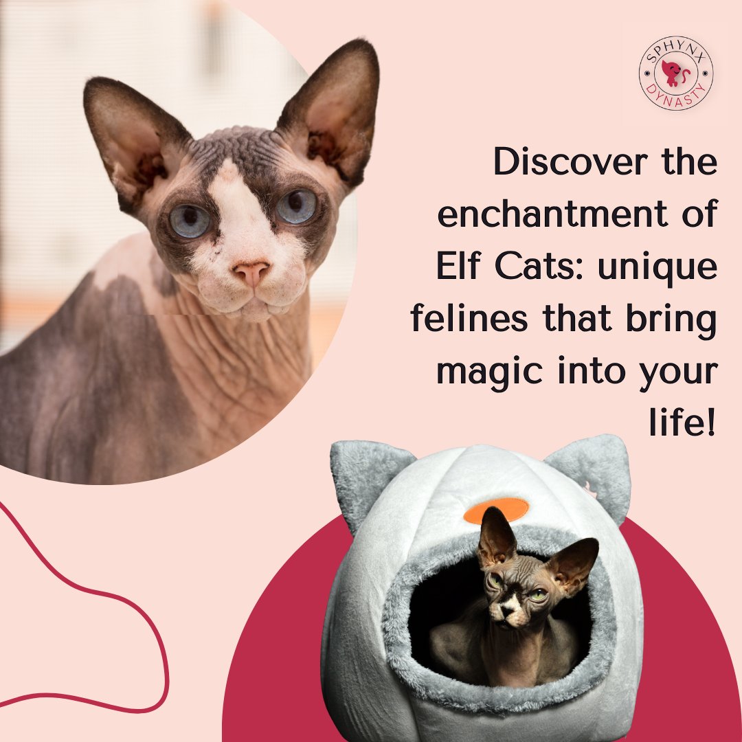 Discover the enchantment of Elf Cats: unique felines that bring magic into your life!

#CatBreeding #SphynxCats #SphynxBreeder #ElfCat #SphynxCompanion #SphynxKittens