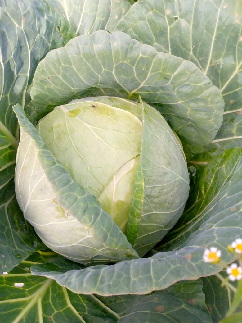 AYEDOSGROUPLTD's tweet photo. Good morning fam, and Happy New Year!
HUMUSON organic fertilizer works very well and recommended for cabbage growing.
Have you tried it yet? Place your order today and we will deliver countrywide.
#HumusonComplex #HumusonFoliarFertilizer
#organicfarming https://t.co/fntciYu7cw