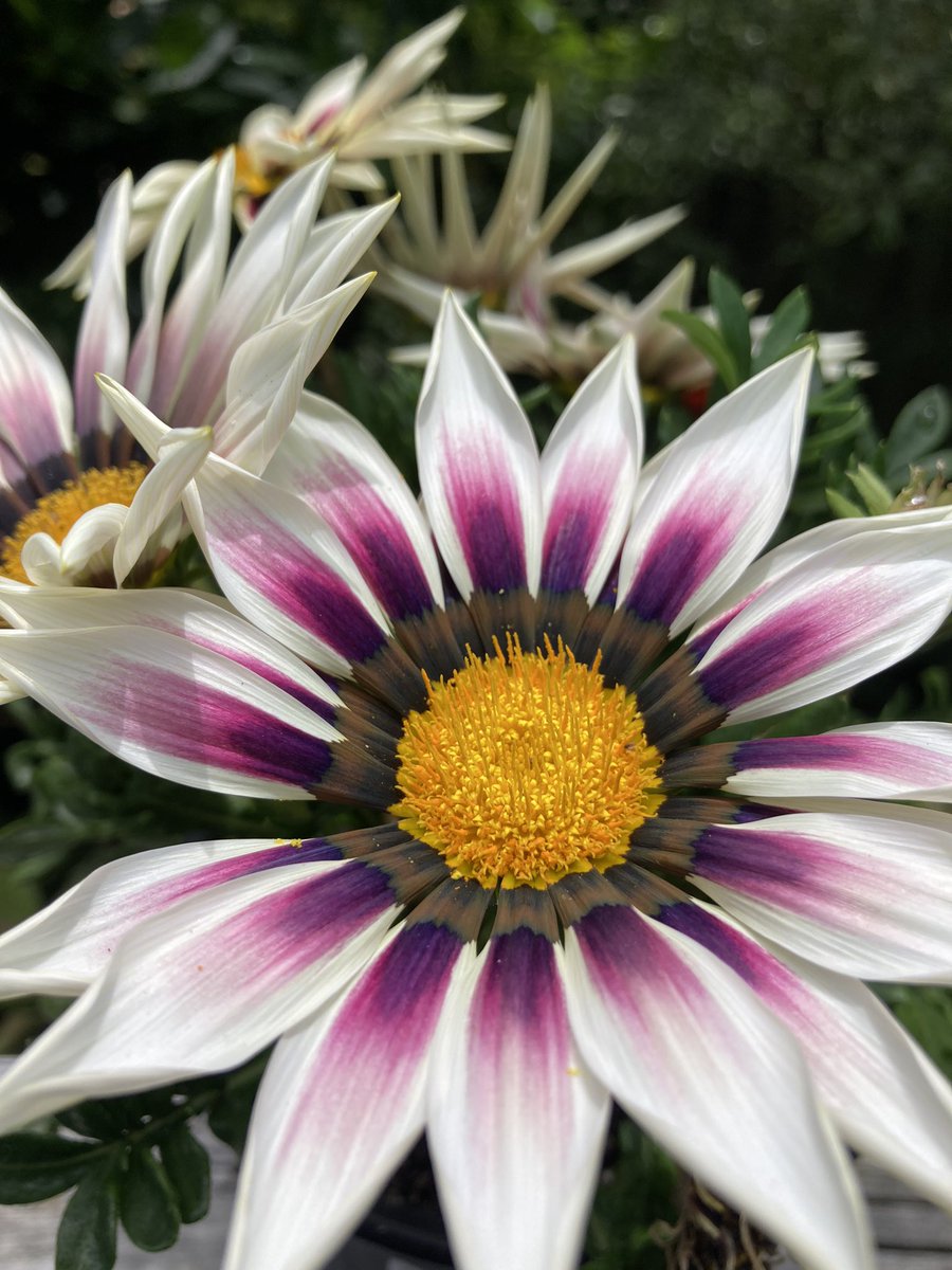 Celeste Sterling tweet media