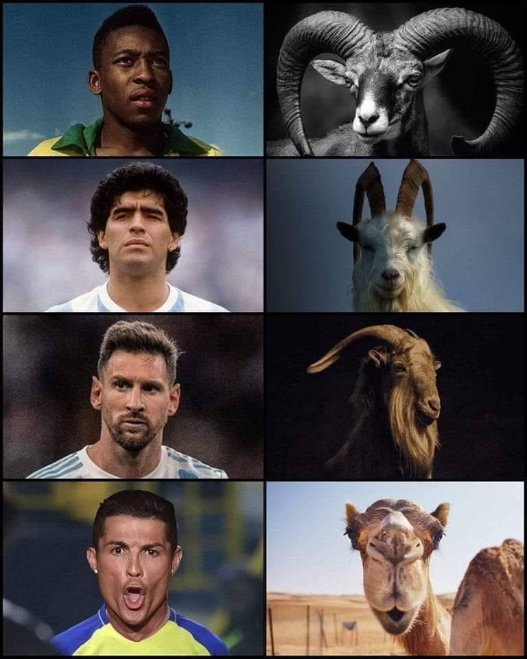 PenaldoTroll's tweet photo. There are different types of goats and there is one &amp; only camel. My idolo my Camelnado 🔥🔥 https://t.co/TZG81xmu6u