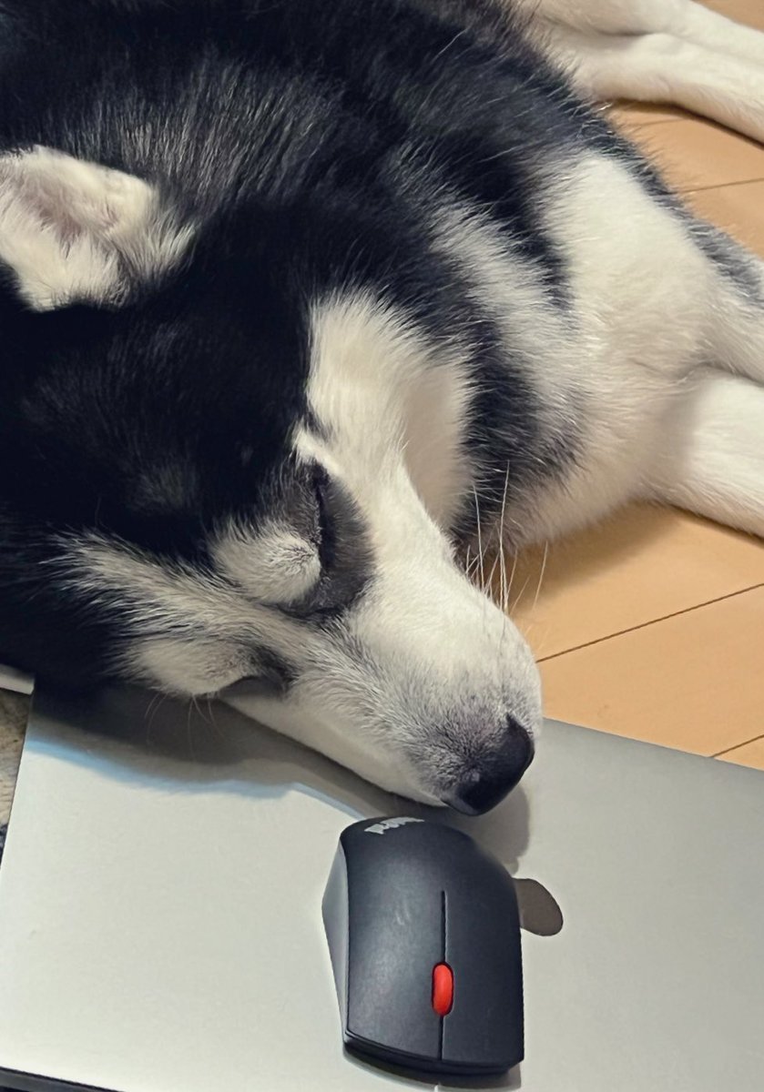 最近人間が仕事してないので、もう要らないのかと思って枕にしてあげてました