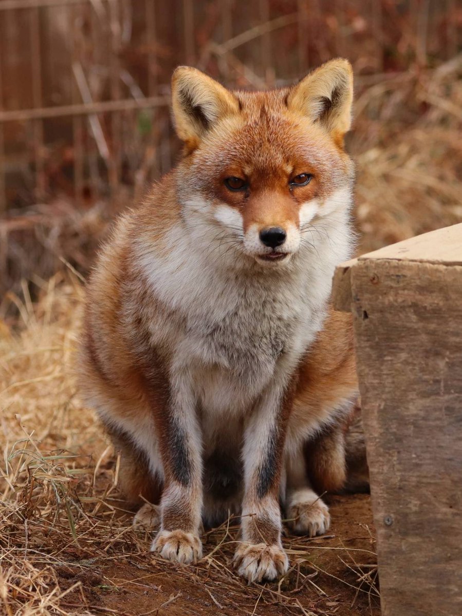 RT @tobuzoo7: コジノスケ全身ﾊﾞｰｼﾞｮﾝ🦊 #東武動物公園 #ホンドギツネ