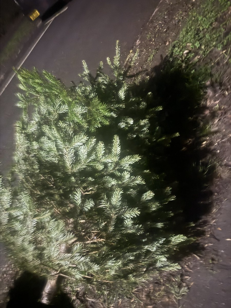 <a href="/GrowMeTrees/">@GrowMeTrees</a> 
Sad to see the tree 🌲 go out for recycling ♻️ 

Neighbours Tree is also out 

Can you guess which one is yours