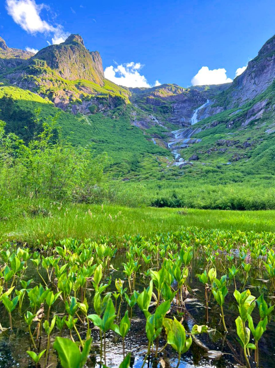 Arunachal, The Zawru/Jaru valley in the Dibang Valley of Arunachal Pradesh is known for its picturesque forests, snow-capped mountains, and thundering waterfalls. The region is also known for its diverse fauna, including the Mishmi Takin, Mishmi Giant Flying Squirrels, and Mishmi