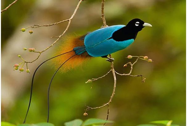 Blue Bird-of-Paradise
This bird is found in New Guinea. Not only are they beautiful, but male birds often have very funny courtship displays. They often hang upside down on tree branches with their feet to let down their beautiful feathers and sing a deep, hoarse song,