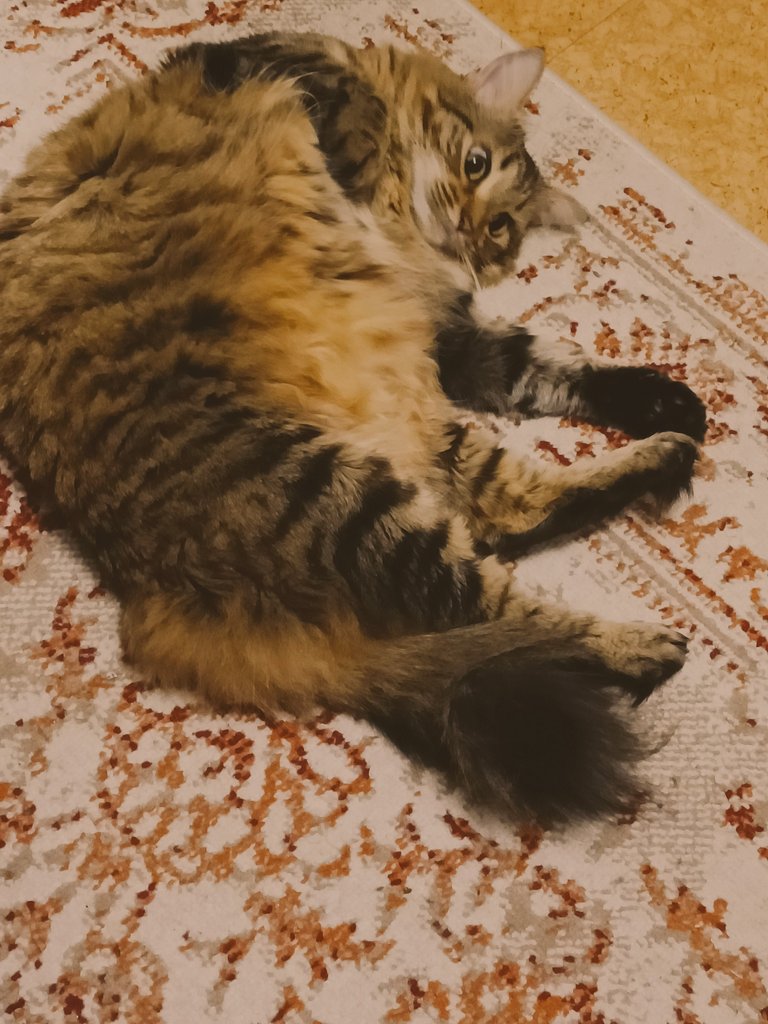 samsou_nette🙋‍♀️MissMarple🐈🧡🦐 tweet media