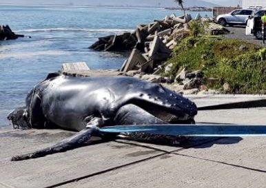 SeafariApp's tweet image. Humpback #whale supergroups feeding off #CapeTown &amp;amp; ships continue to travel at excessive speed. #Essien was just confirmed to have motored right through a pod of 50 whales by a very experienced spotter. High speeds kill whales #shipstrike @BarbaraCreecy_  @CityofCT @geordinhl