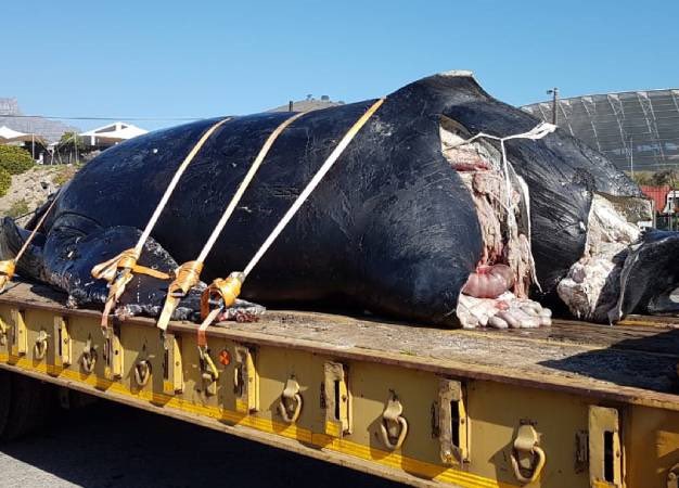 SeafariApp's tweet image. Humpback #whale supergroups feeding off #CapeTown &amp;amp; ships continue to travel at excessive speed. #Essien was just confirmed to have motored right through a pod of 50 whales by a very experienced spotter. High speeds kill whales #shipstrike @BarbaraCreecy_  @CityofCT @geordinhl