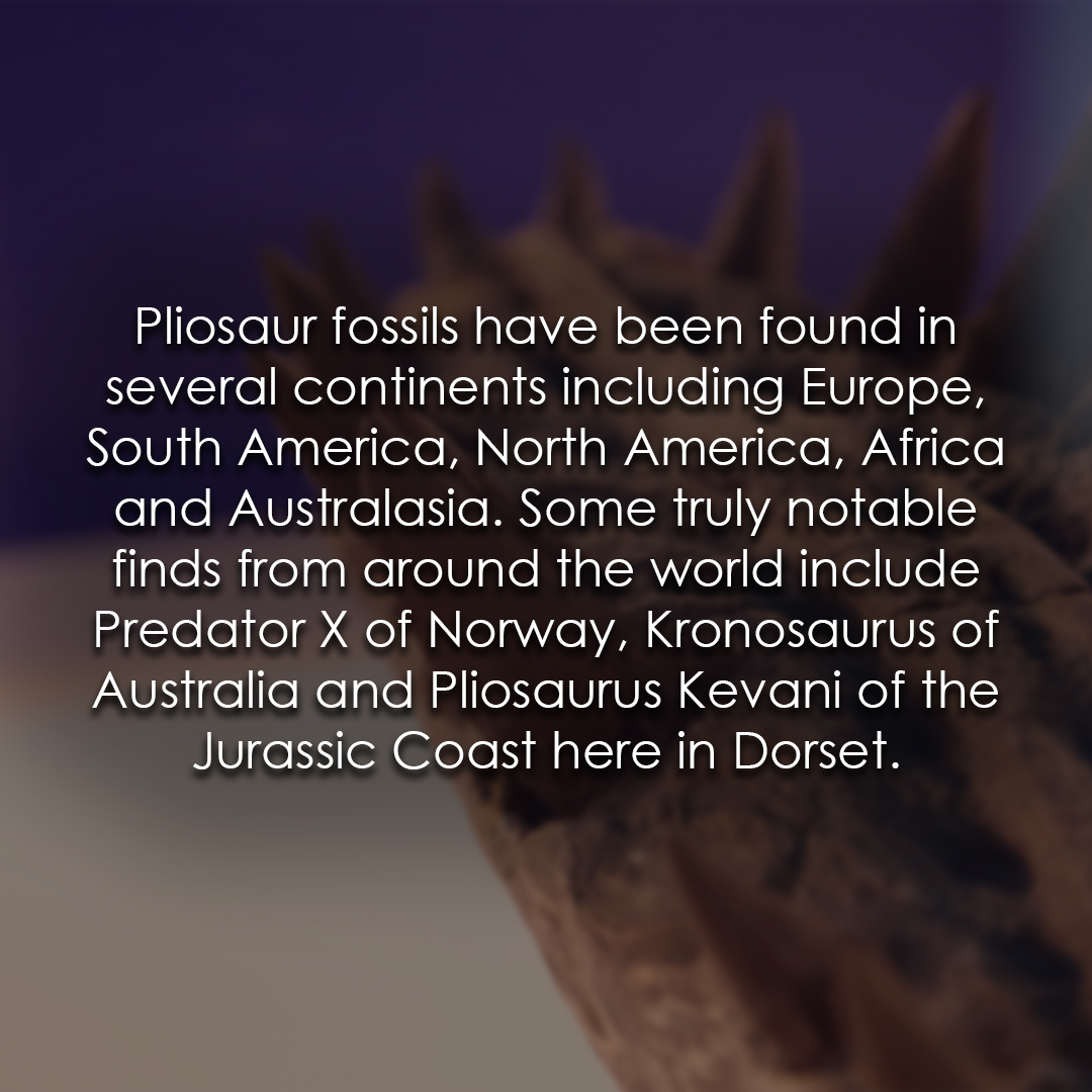 TEC_Kimmeridge's tweet image. Why not take the time to learn a little more about pliosaurs with our weekly fossil facts! #pliosaur #seamonster #fossilfacts