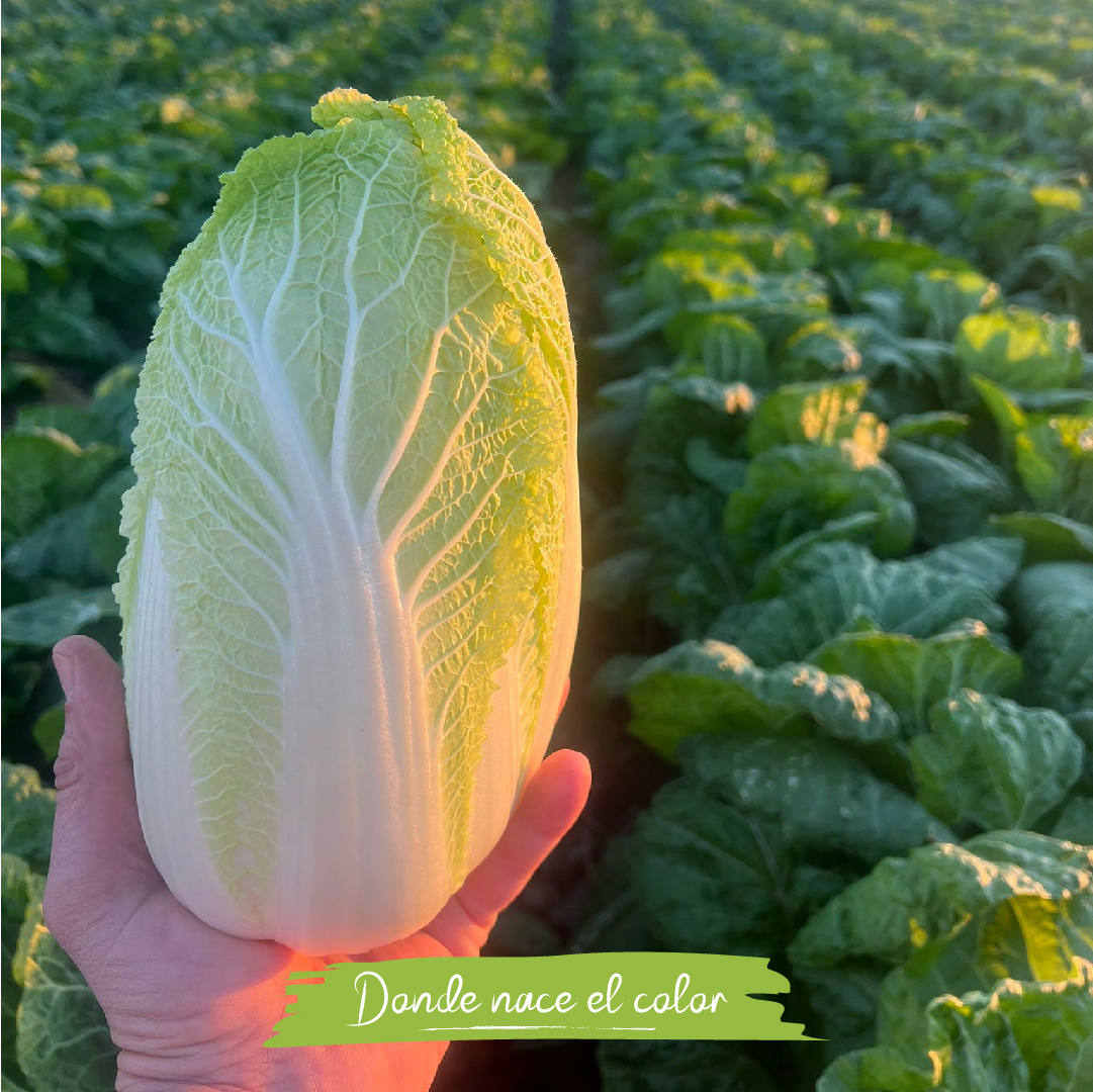 Deilor_Agro's tweet photo. 🚜🥬Con el año nuevo empezamos con la campaña de Col China en Deilor. Seguimos actualizando nuestro catálogo de productos para adaptarnos a las necesidades de nuestros clientes.
#Deilor #Agricultura #Colchina https://t.co/86txsDRe5S