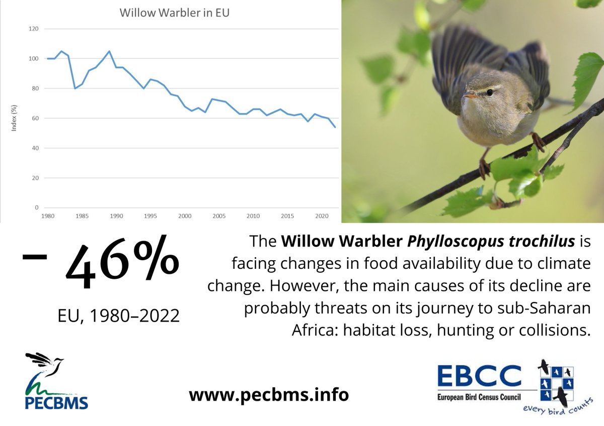 😔Willow warbler declines across Europe. 👉Check the PECBMS 2023 species trends update: pecbms.info/trends-and-ind…