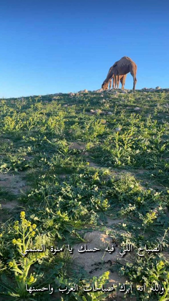 ady__1's tweet image. صباح الاجواء  اللي تشرح الخاطر