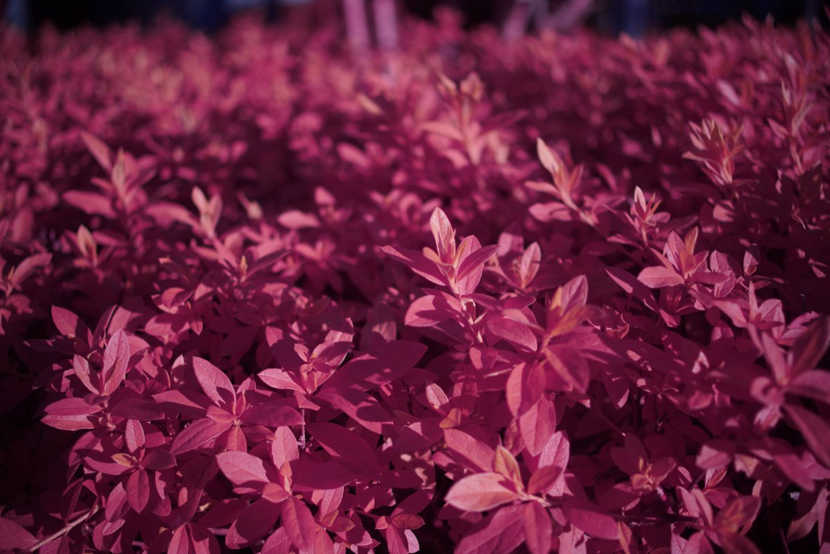 k_photo_tokyo's tweet photo. #snap
α7s full spectrum #pentax DA35mm/2.4 #infrared #infraredphotograph #赤外線写真 #IRChrome https://t.co/VJTAYOwueM
