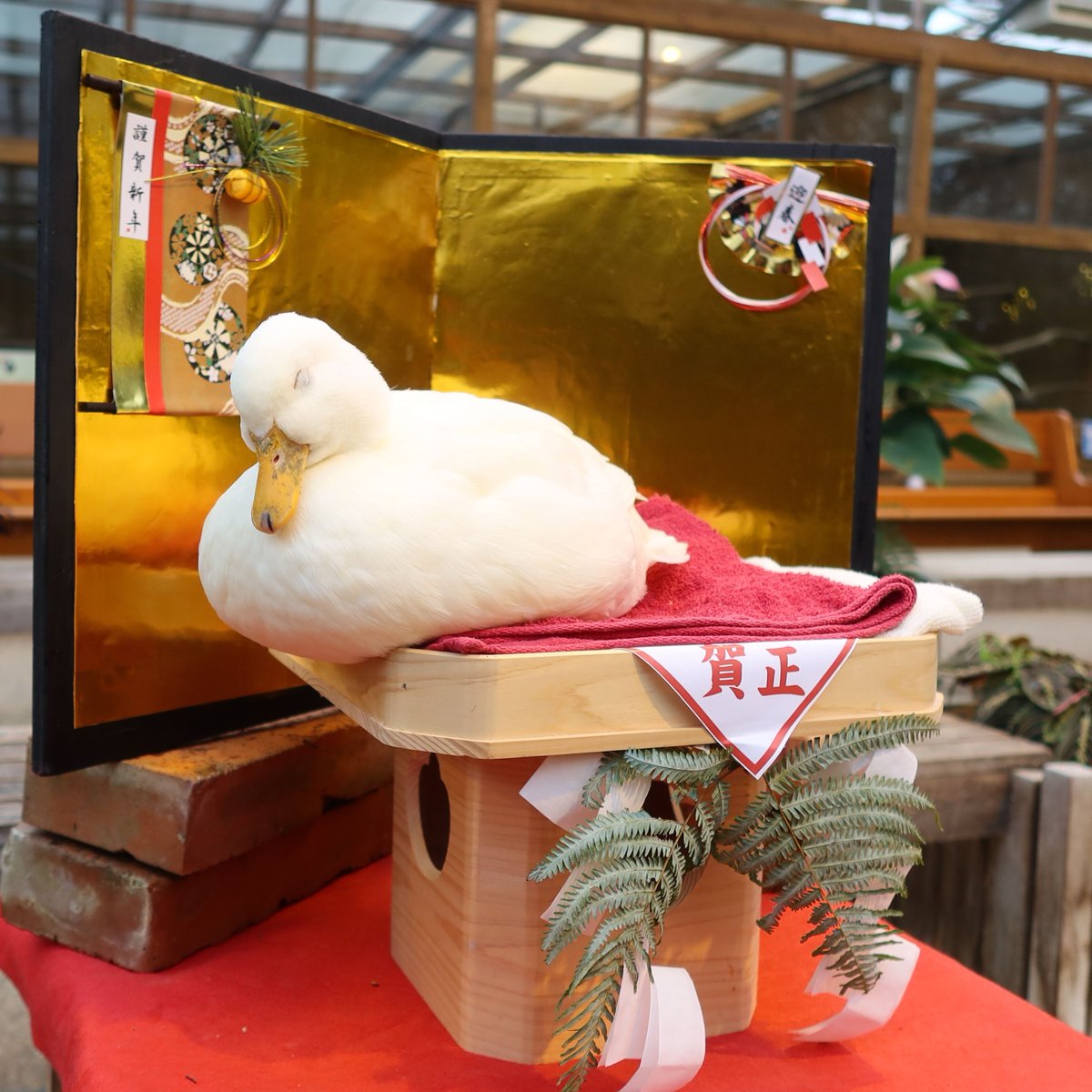 もちこたえられなかった鏡もち。

#おやすみ　#鏡もち　#コールダック