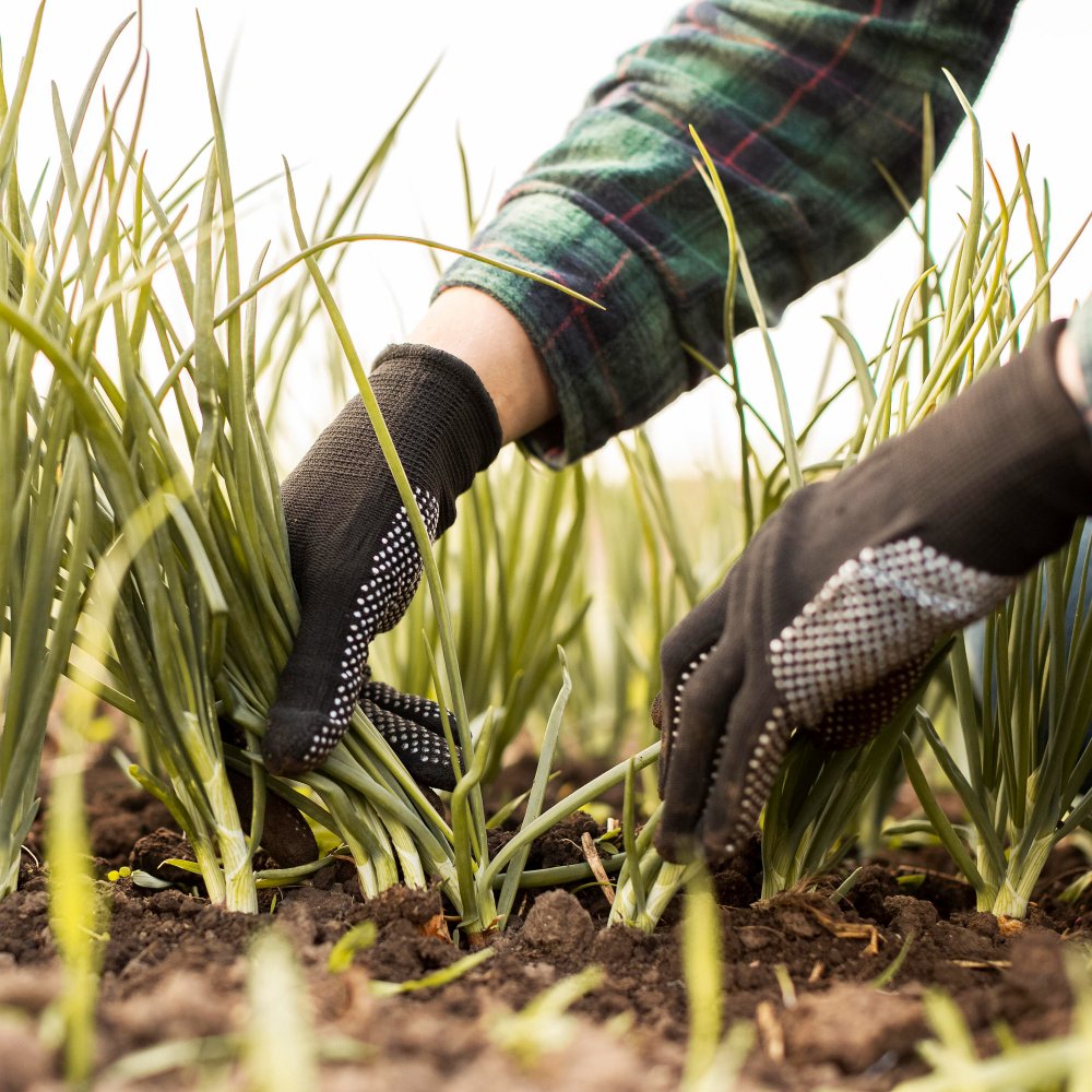 RamisTechnology's tweet image. Identifying which #weeds to remove and how is key to a thriving garden! Learn to distinguish between unwanted invaders and beneficial #plants. Research and use eco-friendly methods like hand-pulling, mulching, or natural #herbicides to maintain a beautiful, #weed-free landscape.