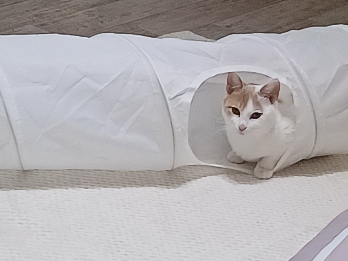 사랑이 미미 행복이+행운이^^
엄마냥 로드킬로 강제젖떼고 벌써 8개월차로 접어들었네요
종합백신완료! 중성화완료!
두마리씩 동반입양 희망합니다
사랑이 가득한 평생집사님 어디 계실까요?